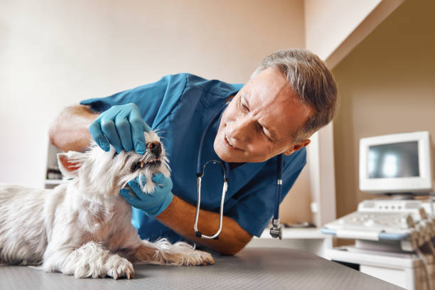 Best 24-Hour Emergency Dentist in West Branch, MI